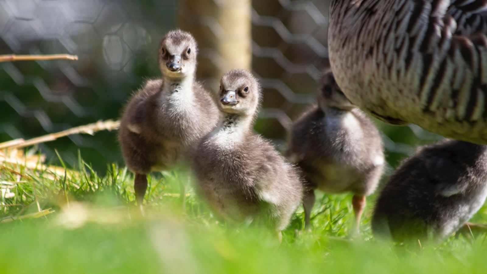 Nēnē goslings 